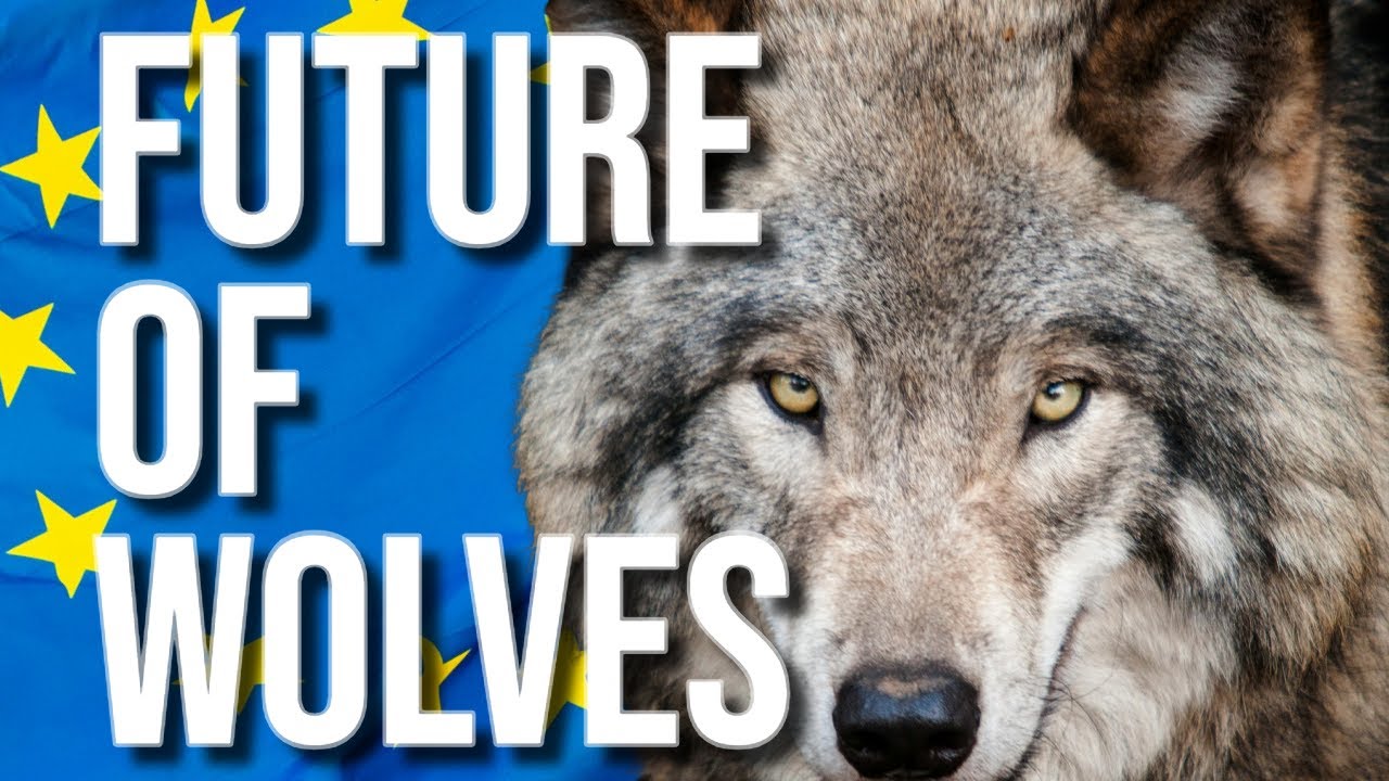 What is the Future of Wolves in Sweden and Europe - Live Debate from the 2024 Swedish Game Fair.