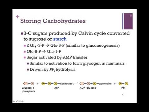 Why Is Starch Used For Storage In Plants