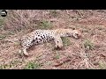 Injured leopard and death after attacked  animals  atp earth