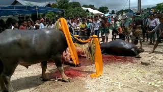 Terbaru, cara sembelih kerbau ala orang sumba., #zona_Budaya
