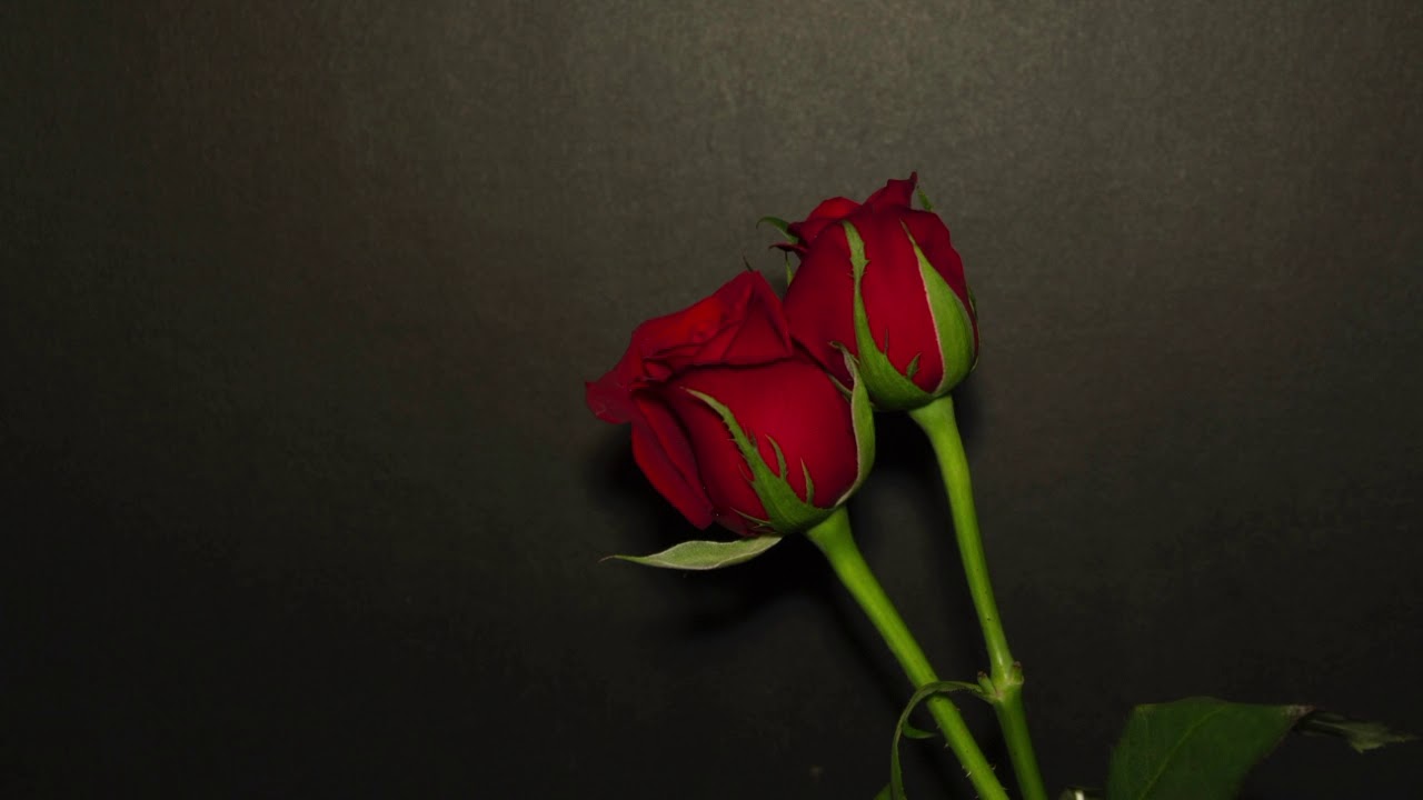Dying roses timelapse ( reversed) YouTube
