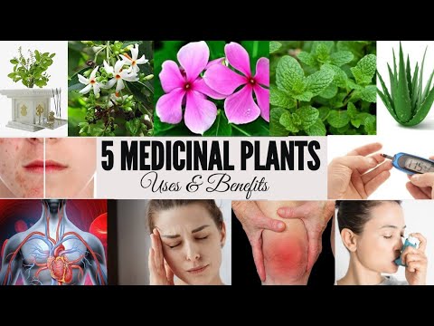 5 Medicinal Plants, Uses & their Benefits |5 Ayurvedic Plants Names | Medicinal Herb