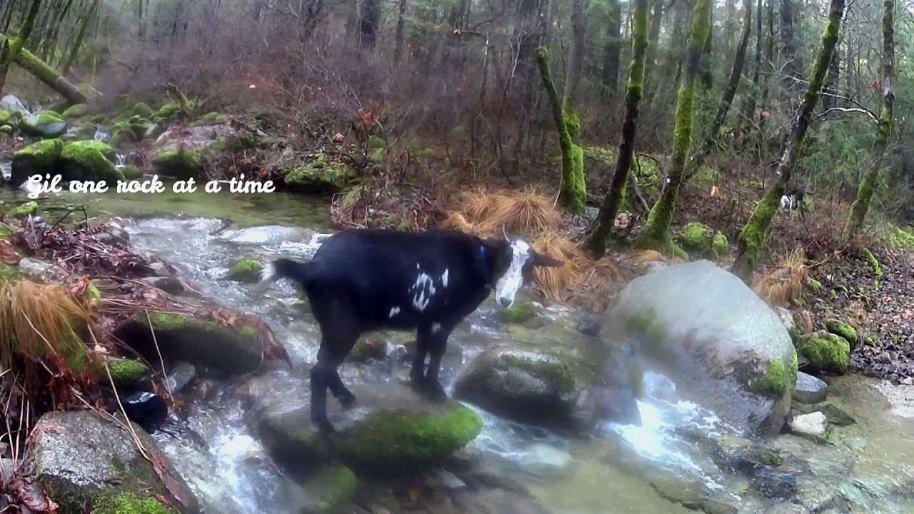 Exercising and training your Pack Goats YouTube