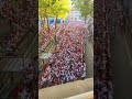 #multitude Pamplona San Fermin #2023 #shortsvideo