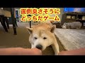 柴犬貴教！テニスボールでやるどっちだゲーム！😊😸　ボールが大きいからノリたんに丸見えなんだわ〜😄😸