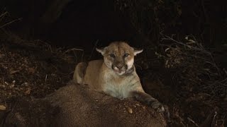P-22 in the Spotlight, but for the Wrong Reason | SoCal Connected | KCET