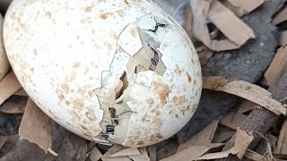 turkey egg hatching naturally