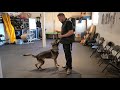 Adding the Electric Collar to DOWN and SIT - Real Dog Training # 6