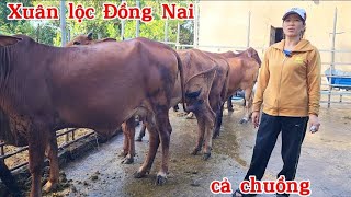 Út Ba Tri đến Đồng Nai báo giá dùm khách lô bò cả chuồng