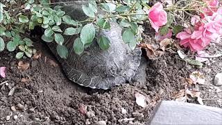 Testoasa Si Cuibul Turtle Nesting And Laying Eggs Process I Think Is An Emys Orbicularis