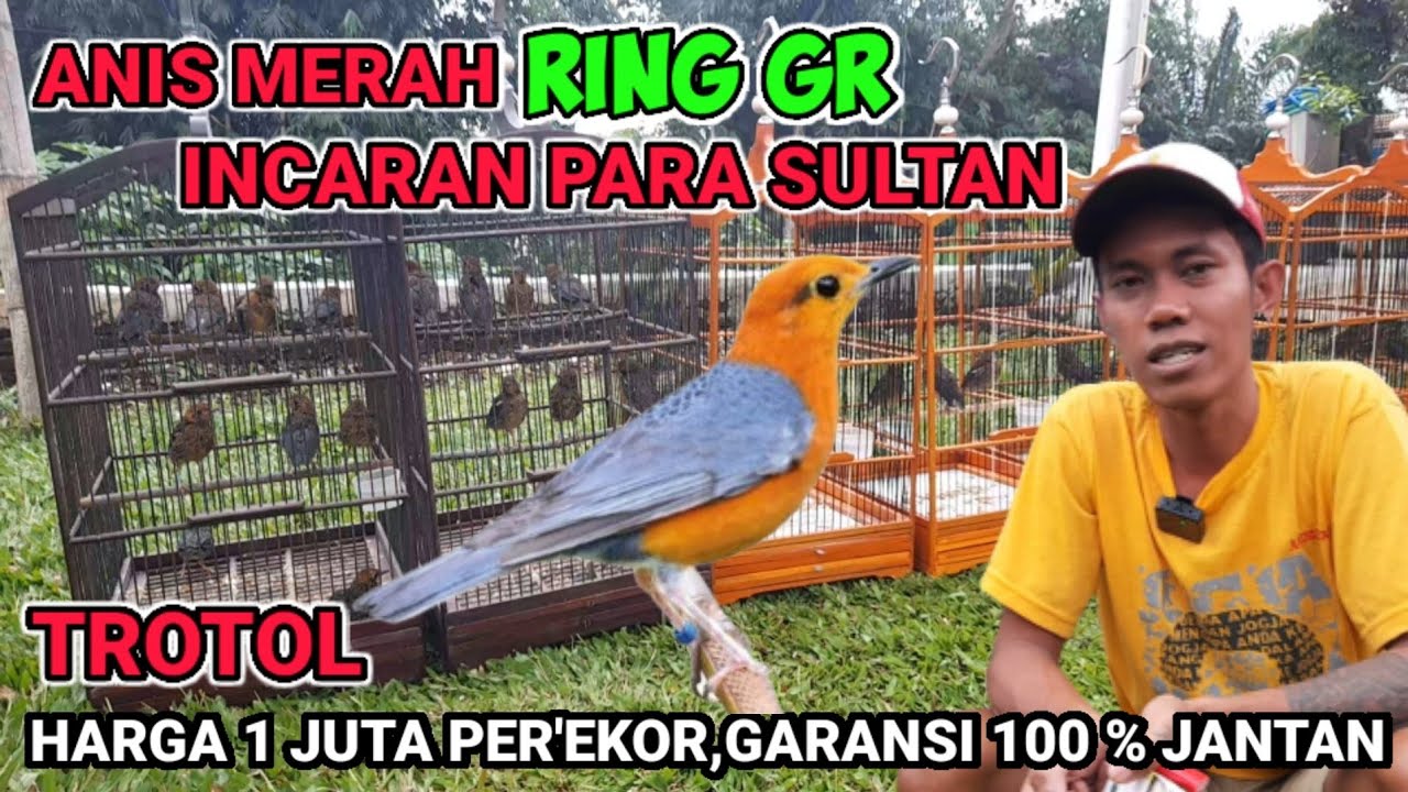 RING GR,ANIS MERAH INCARAN PARA SULTAN #anismerah #anismerahindonesia @LONDO BIRD CHANNEL