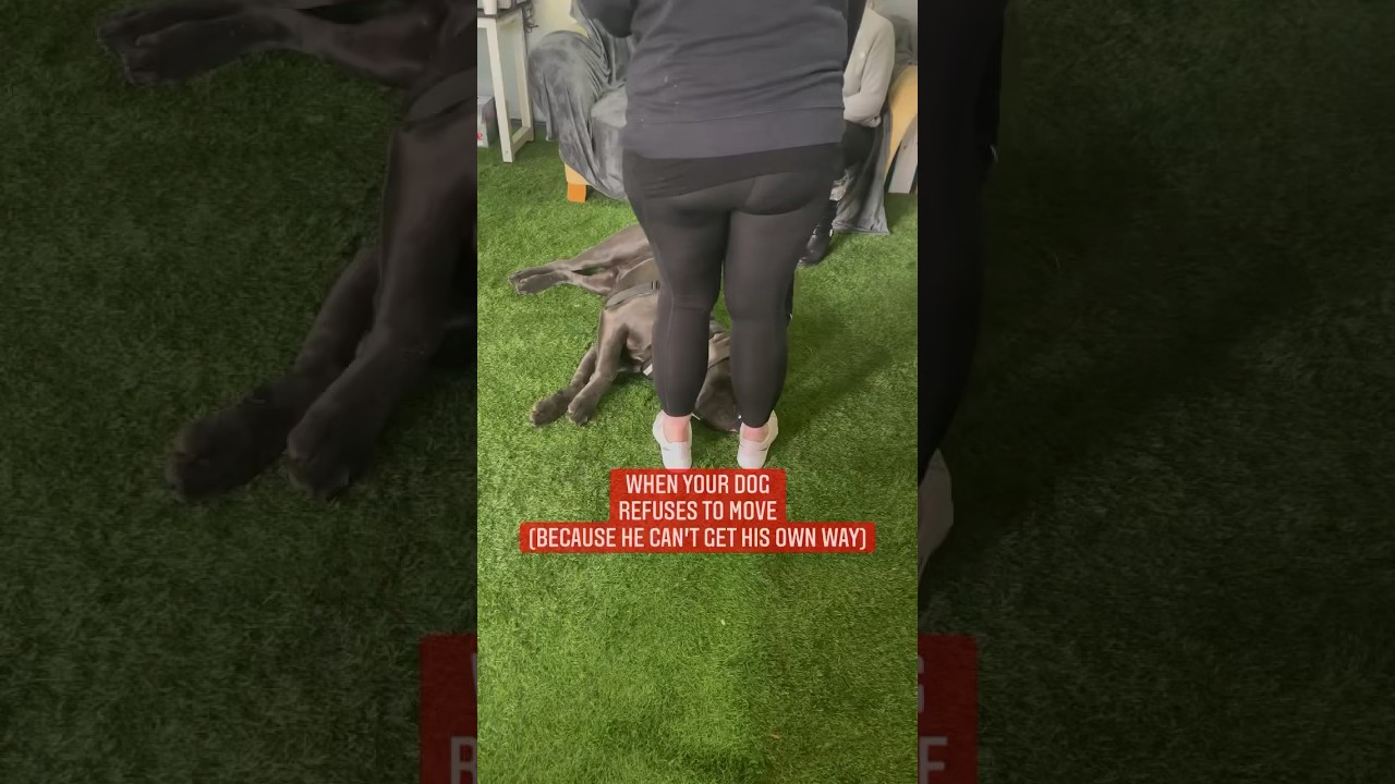 When your dog refuses to move 