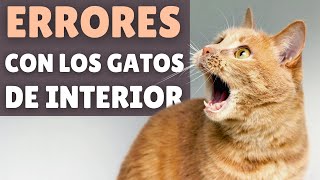 ⚠ Los 20 ERRORES que debes EVITAR con un GATO DE INTERIOR