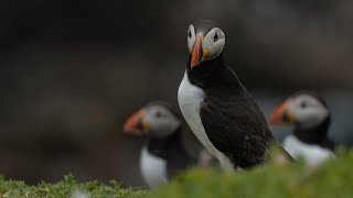 Global warming sparks bid to save UK puffin population
