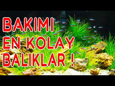 EN KOLAY AKVARYUM BALIKLARI - Bakımı Kolay Akvaryum Balıkları - Akvaryum Başlangıç Balıkları