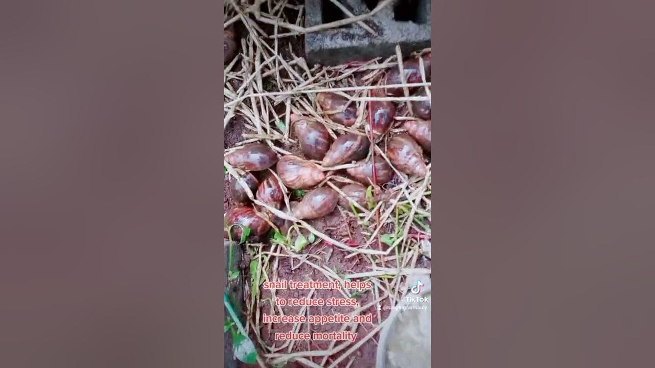 How to stop snails from dying, snail treatment. YouTube