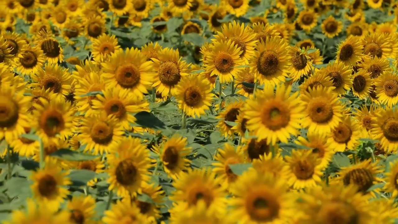 Devocional: Descanso, a paz de quem confia ￼