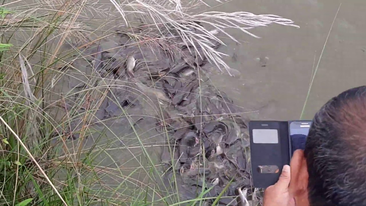 Fish in lake - YouTube