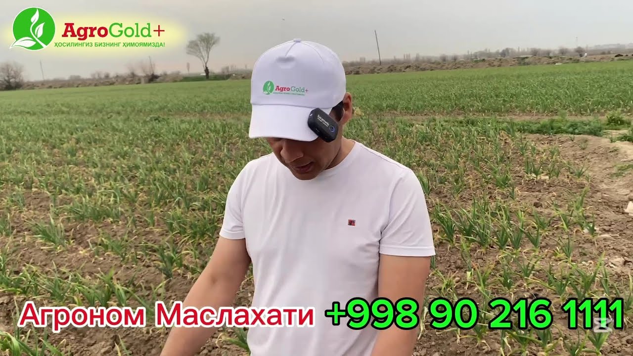 Чеснок ( Саримсок пиёз) даги касалликлар ортидан чесноклар чириб кетадими?😟 #чеснок #саримсок