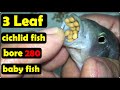 3 Leaf cichlid fish bore 280 baby fish 💪🐬🐠👍