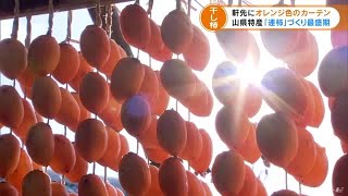 まるで色鮮やかなオレンジ色のカーテン　軒先につるして干す「連柿」づくりが最盛期　岐阜・山県市 (21/11/30 17:16)