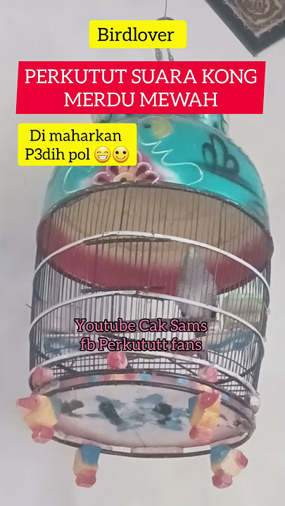 Perkutut mojopahit gacor suara mewah kung merdu #gacor #perkutut #mojopahit #perkututlokal #gacoran