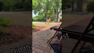 Little Dog Walks Away After Peeing On Other Dogs Leg - 1186732