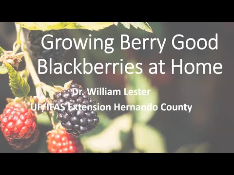 Growing Berry Good Blackberries at Home