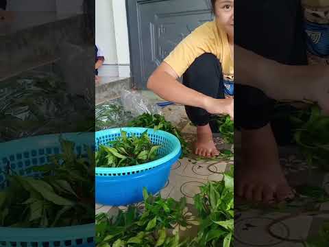 Video rau lủi rừng đặc sản của núi rừng cùng mai nguyễn lấy... - youtube