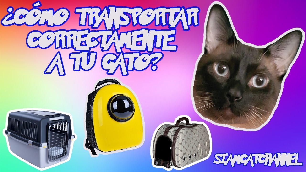 Como Viajar Con Tu Gato De Manera Correcta y Segura Para El -  SiamCatChannel - YouTube
