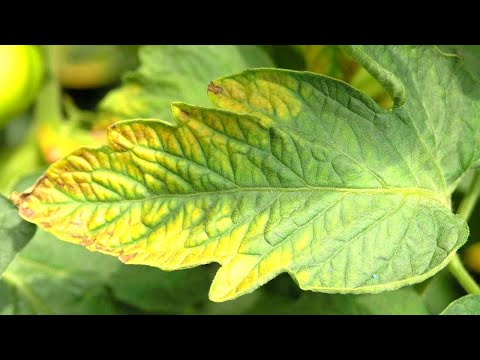 Video: Gele aubergines - Hoe gele auberginebladeren of fruit te repareren