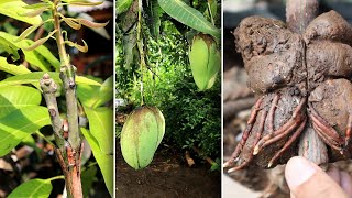 5 Ways to grow and cloning mango trees