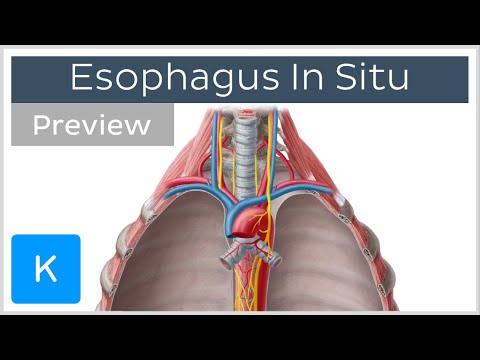 Video: Este localizat esofagul?