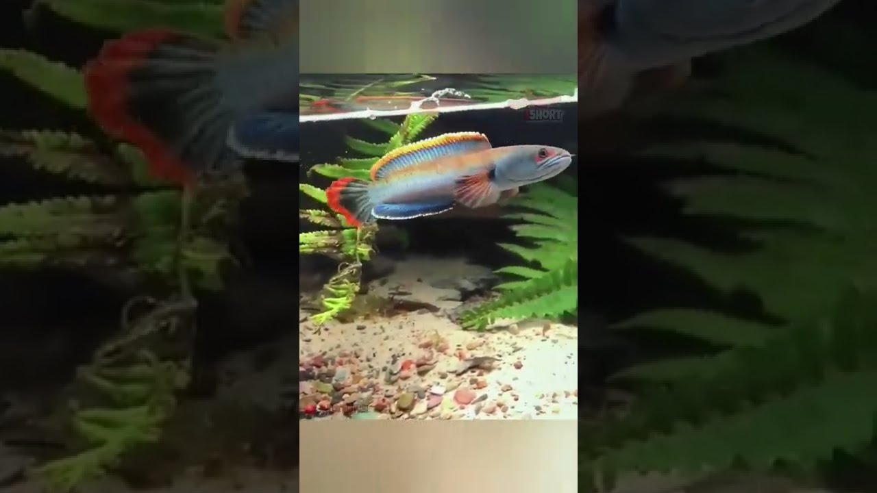 🔴PALING DI CARI!!! Channa Limbata premium Ekor Api 😲🤣👍#short - YouTube