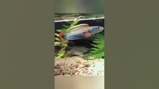 π΄ PALING DI CARI!!! Channa Limbata premium Ekor Api π²π€£π#short #channalimbata #heboh #viralvideo