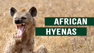 VICIOUS HYENAS ATTACK THEIR PREY: THE ULTIMATE APEX WILD DOG