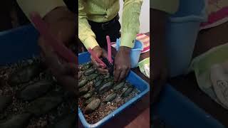 pearl farming moti ki kheti  Nayak pearl Farming Ratlam Madhya Pradesh