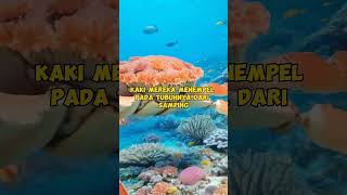 alasan kepiting berjalan ke samping #shorts #faktahewan #animals #faktaboy