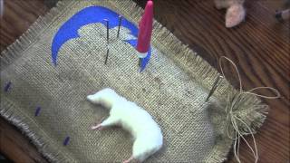 Needle Felted Pig and Piglet: Part 4 Creating the Piglet