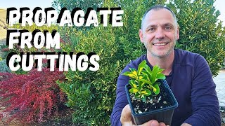 How to propagate Euonymus Japonicus from cuttings!
