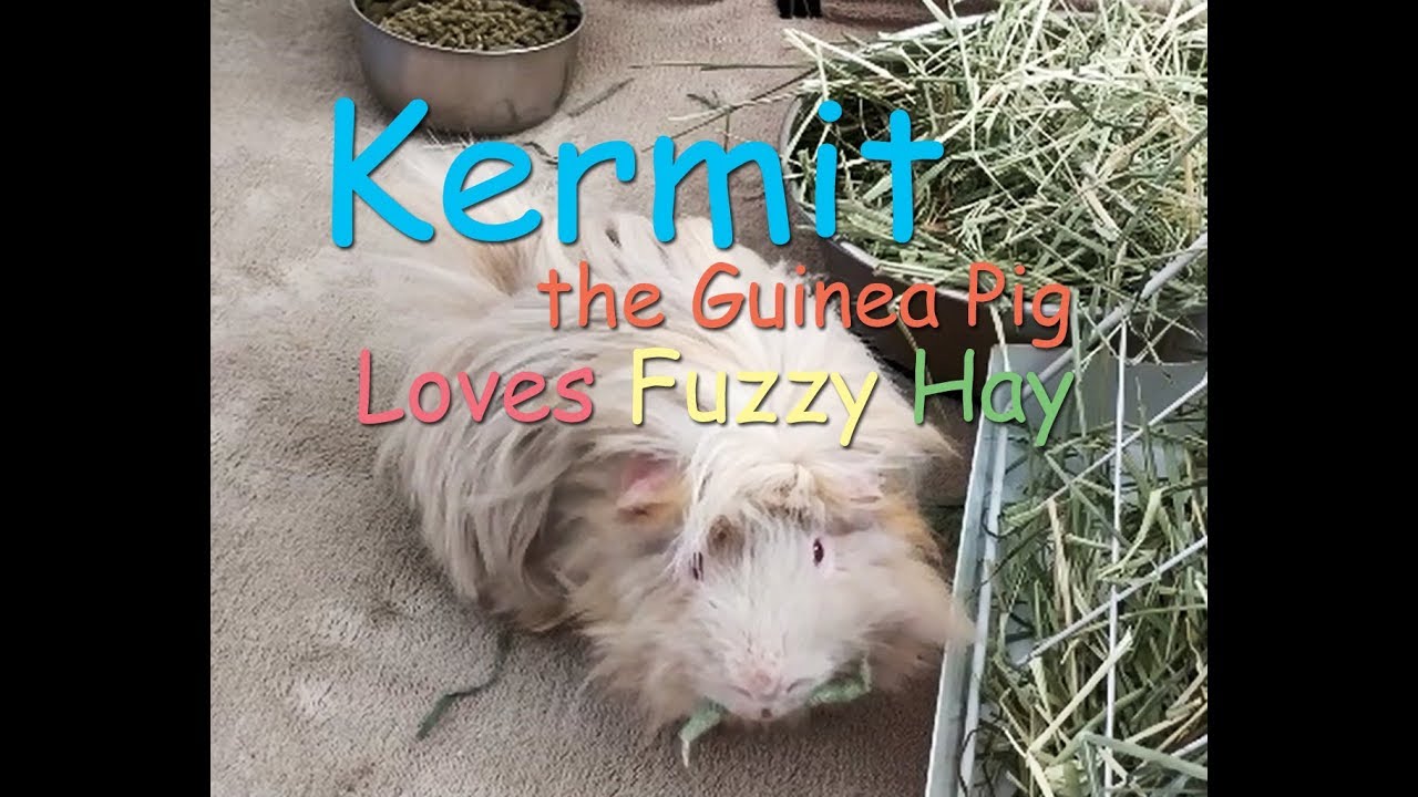 Kermit the Guinea Pig Loves Fuzzy Hay