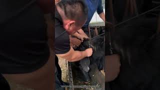 Workers use a steel wire saw with assistance to trim the horns of black goats at the farm