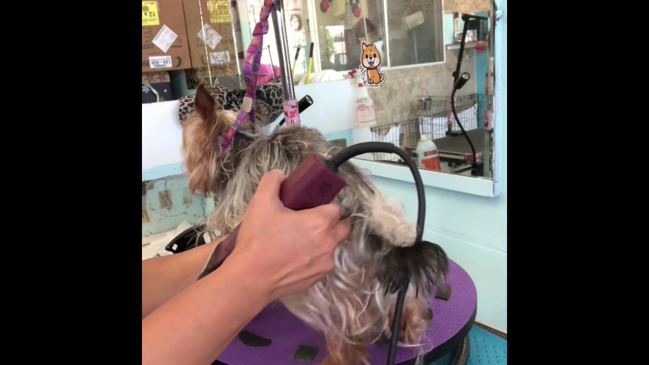 Matted Dog Grooming (rescue Dog)wet Clipping Technic YouTube