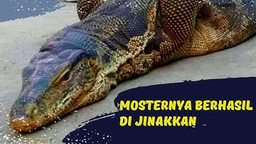 PREDATOR BIAWAK DISINI SANGAT MERESAHKAN - PEST CONTROL BIAWAK