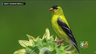 New Jersey State Bird Endangered By Climate Change?