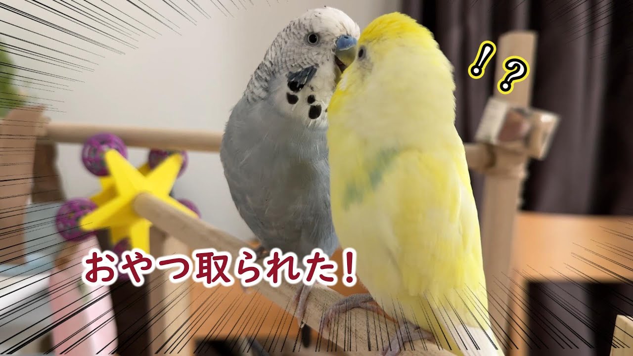 おやつを取られた時のインコの反応が意外過ぎた【仲良しコンビ】 - YouTube