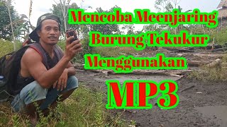 Mencoba Menjaring Burung Tekukur Menggunakan MP3