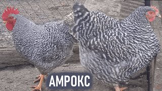 AMROX CHICKEN! MEAT - EGG BREED OF AMROX CHICKEN! CHARACTERISTICS, DESCRIPTION OF THE BREED!