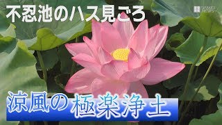 不忍池のハス見ごろ