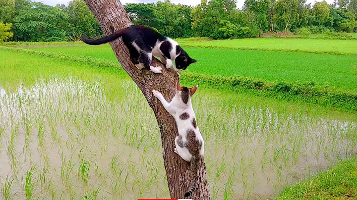 Watch the video about Mother cat kittens funny playing || cute baby cats meowing ll #catvideos #cat #meow #pets ##funny